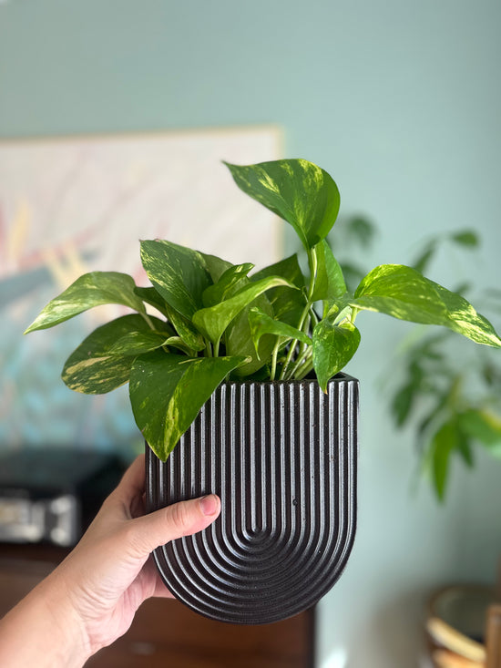 Golden Pothos Potted Hilton Carter Wall Planter