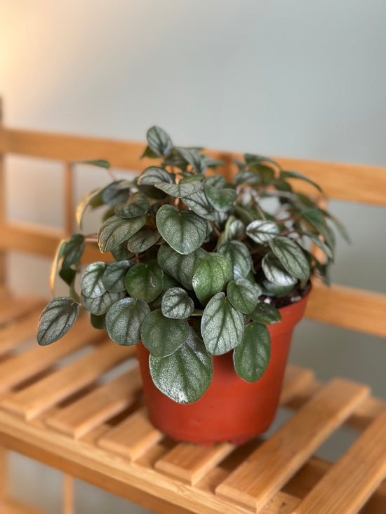 Peperomia Mini Frost