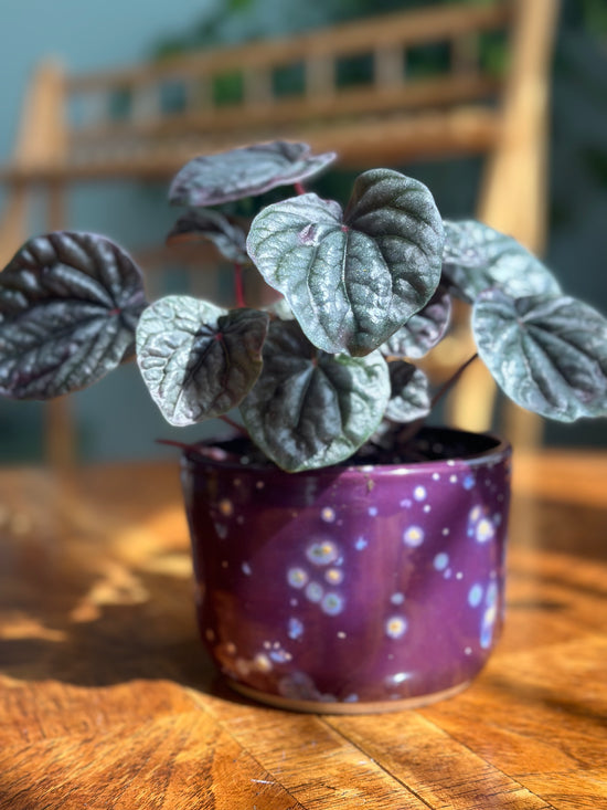 Red Caperata in Purple Moon JKM Pot