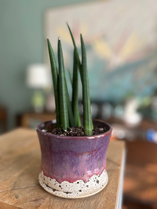 Cylindrical Sansevaria in Purple Drip JKM Pot