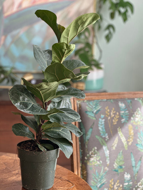 Fiddle Leaf Fig - Ficus Lyrata