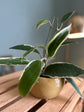 Hoya Macrophylla in Yellow Kristen Frenzel Pot