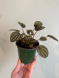 Peperomia Albovittata