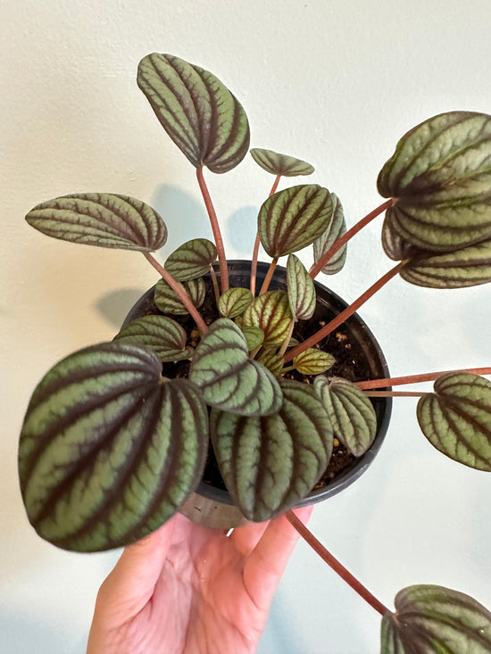 Peperomia Albovittata