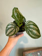 Pilea Cadierei