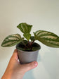 Pilea Cadierei