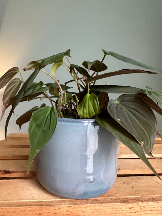 Philodendron Micans in Blue JKM Pot