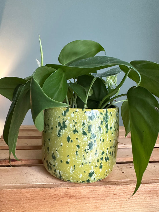 Heart Leaf Philodendron in JKM Clayworks Pot