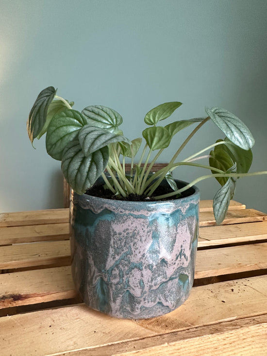 Peperomia Frost in JKM Clayworks Pot