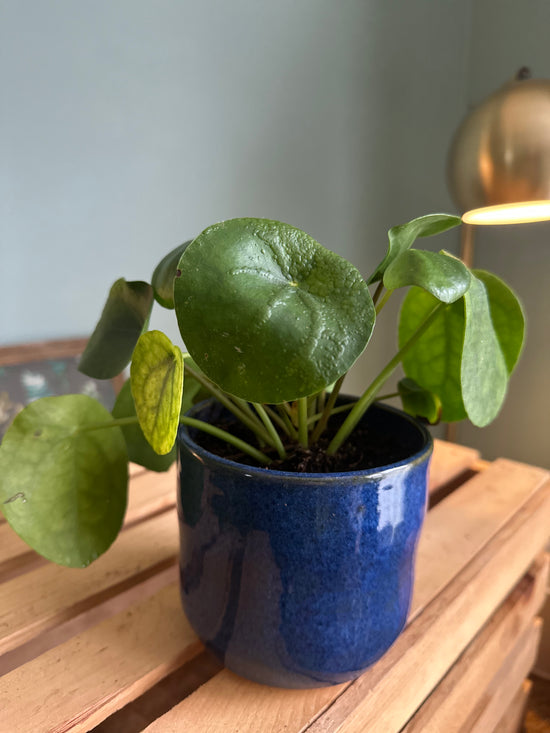 Pilea Money Plant in Blue JKM Clayworks Pot