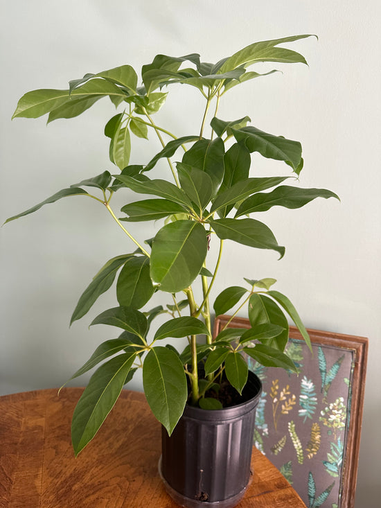 Schefflera Amate Umbrella Tree