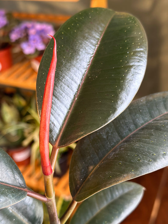 Burgundy Ficus Elastica