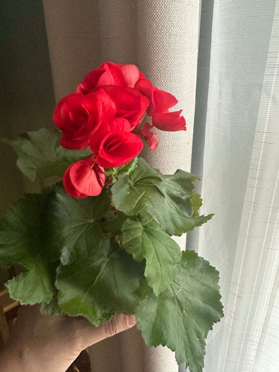 Wax Begonia