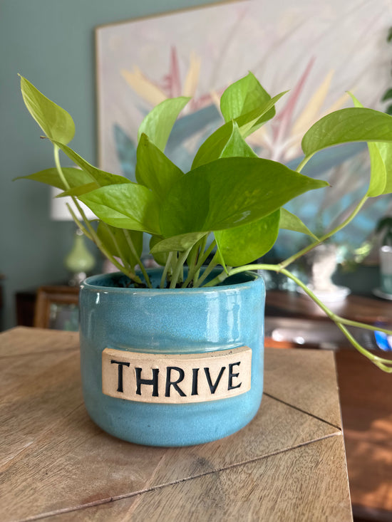 Neon Pothos in “THRIVE”  JKM Pot