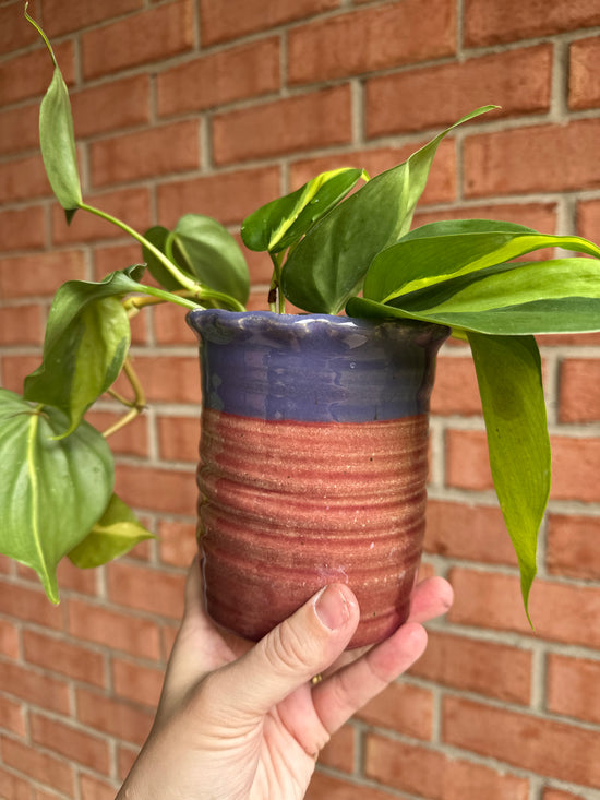 Brasil Philodendron in Old School Farm Pot
