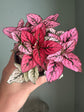 Pink Polka Dot Plant