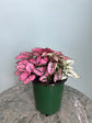 Pink Polka Dot Plant