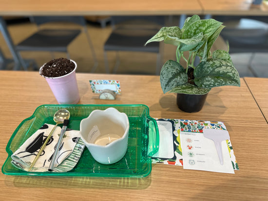 Uniquely Rooted - A Houseplant Exploration Class
