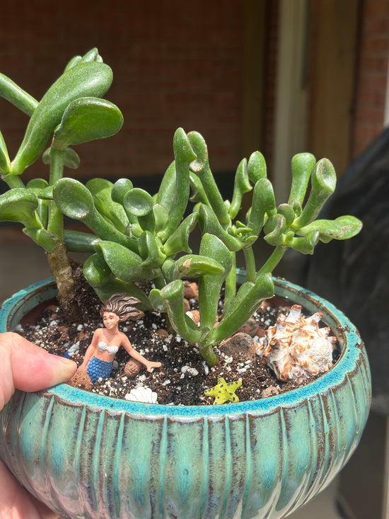 Mermaid Succulent Garden Workshop