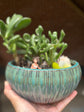 Mermaid Succulent Garden Workshop