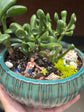 Mermaid Succulent Garden Workshop