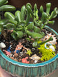 Mermaid Succulent Garden Workshop
