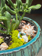 Mermaid Succulent Garden Workshop