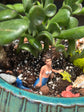Mermaid Succulent Garden Workshop