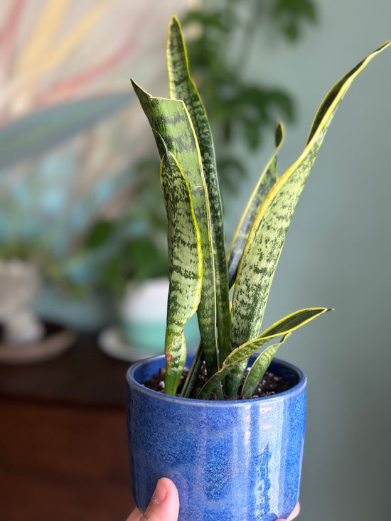 Snake Plant in JKM Cerulean Blue Pot