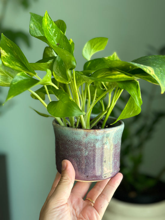 Potted Golden Pothos
