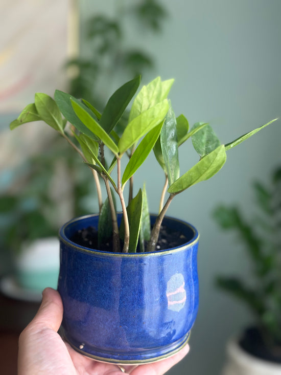 Potted ZZ Plant