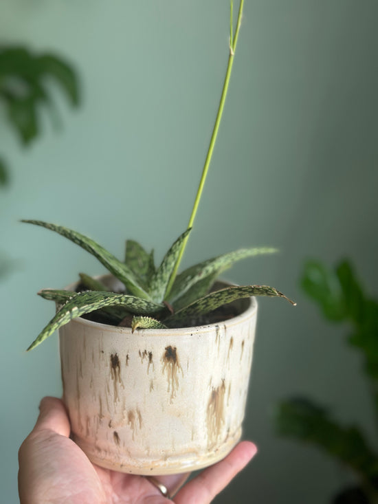 Potted Pink Blush Aloe
