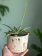 Potted Pink Blush Aloe