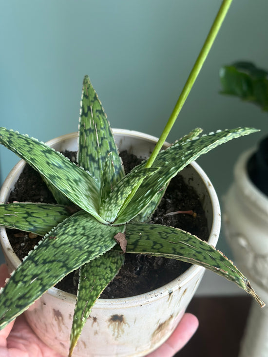 Potted Pink Blush Aloe