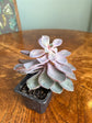 Purple Echevaria Succulent