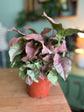 Pink Robusta Arrowhead Plant