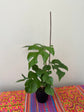 Mini Monstera (Rhaphidophora Tetrasperma)