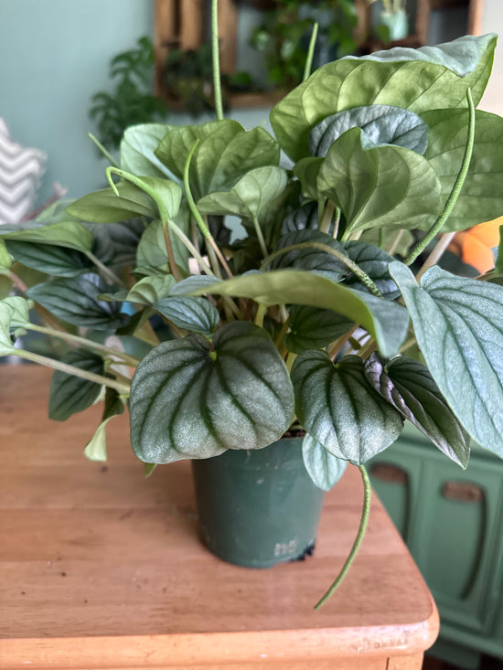 XL Peperomia Frost