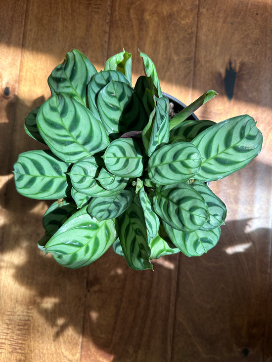 Fishbone Calathea Burle Marx