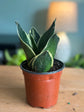 Sansevieria ‘Jade Hahnii’