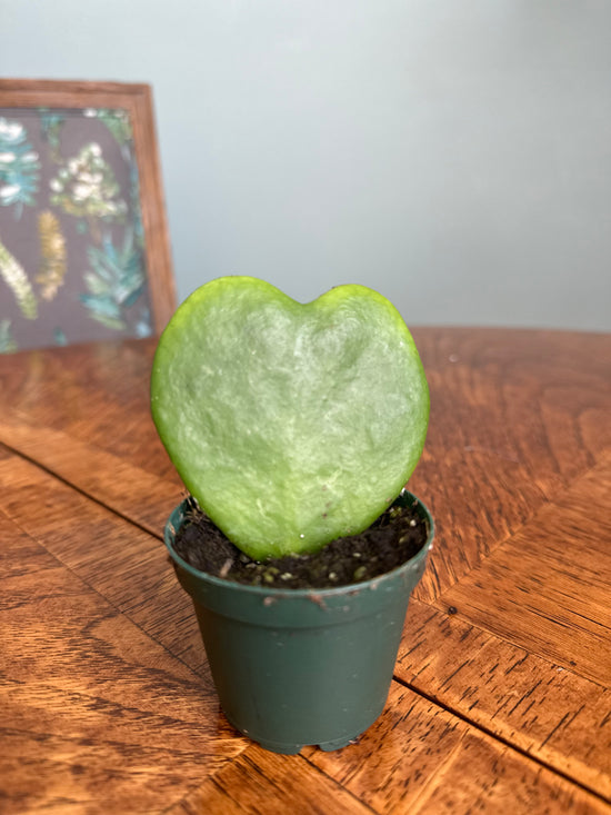 Heart Hoya (Hoya Kerrii)