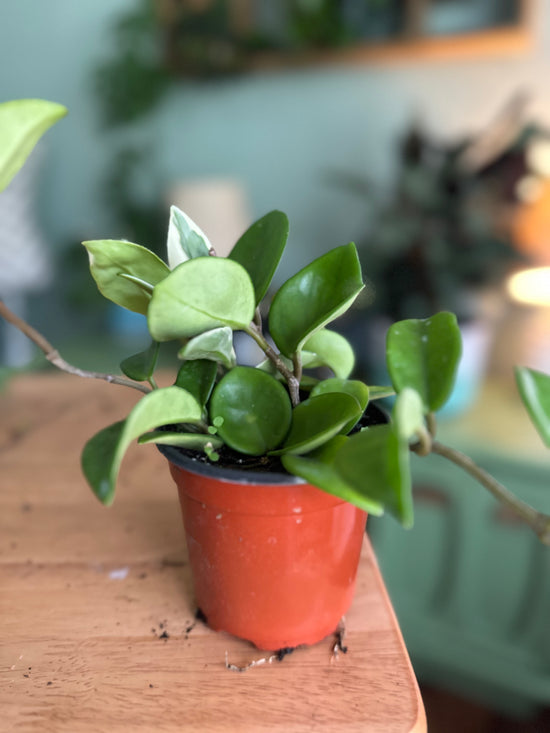 Hoya Carnosa