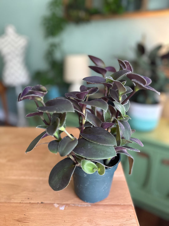 Tradescantia Pallida &