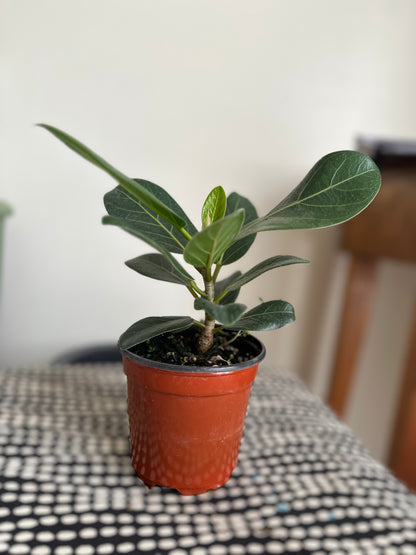 Audrey Ficus