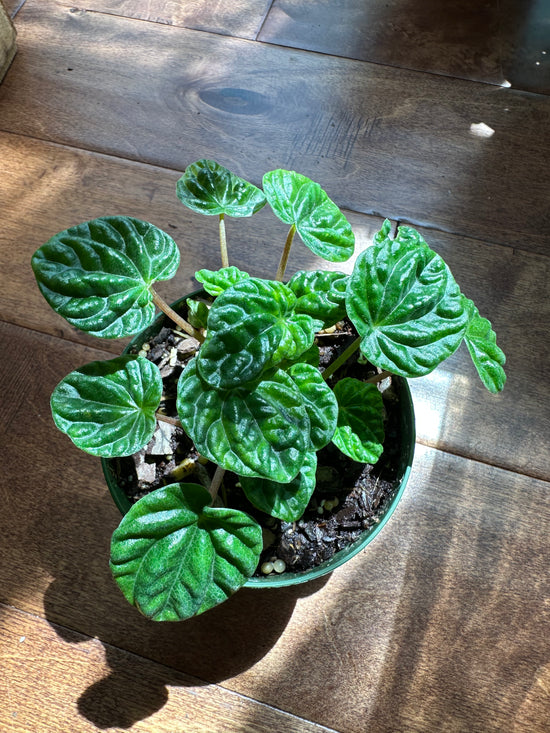 Emerald Ripple Peperomia