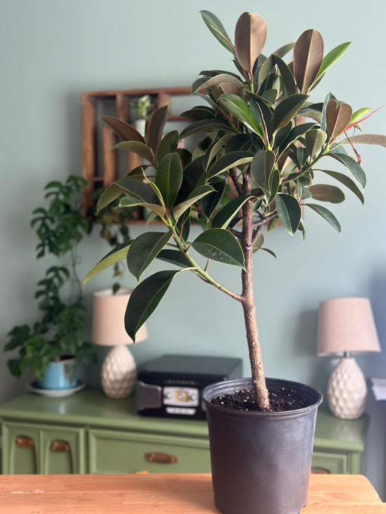 Ficus Melany