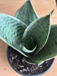 Sansevieria &