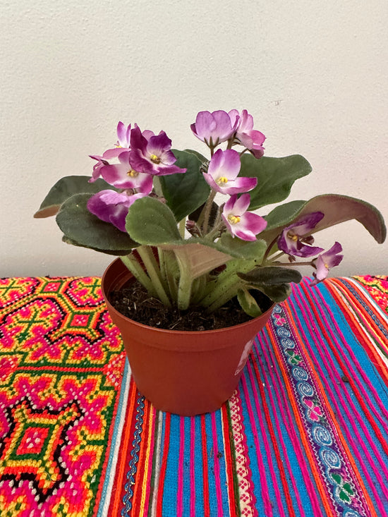 African Violet