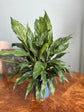 Variegated Peace Lily (Domino)