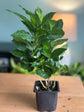 Arabica Coffee Plant